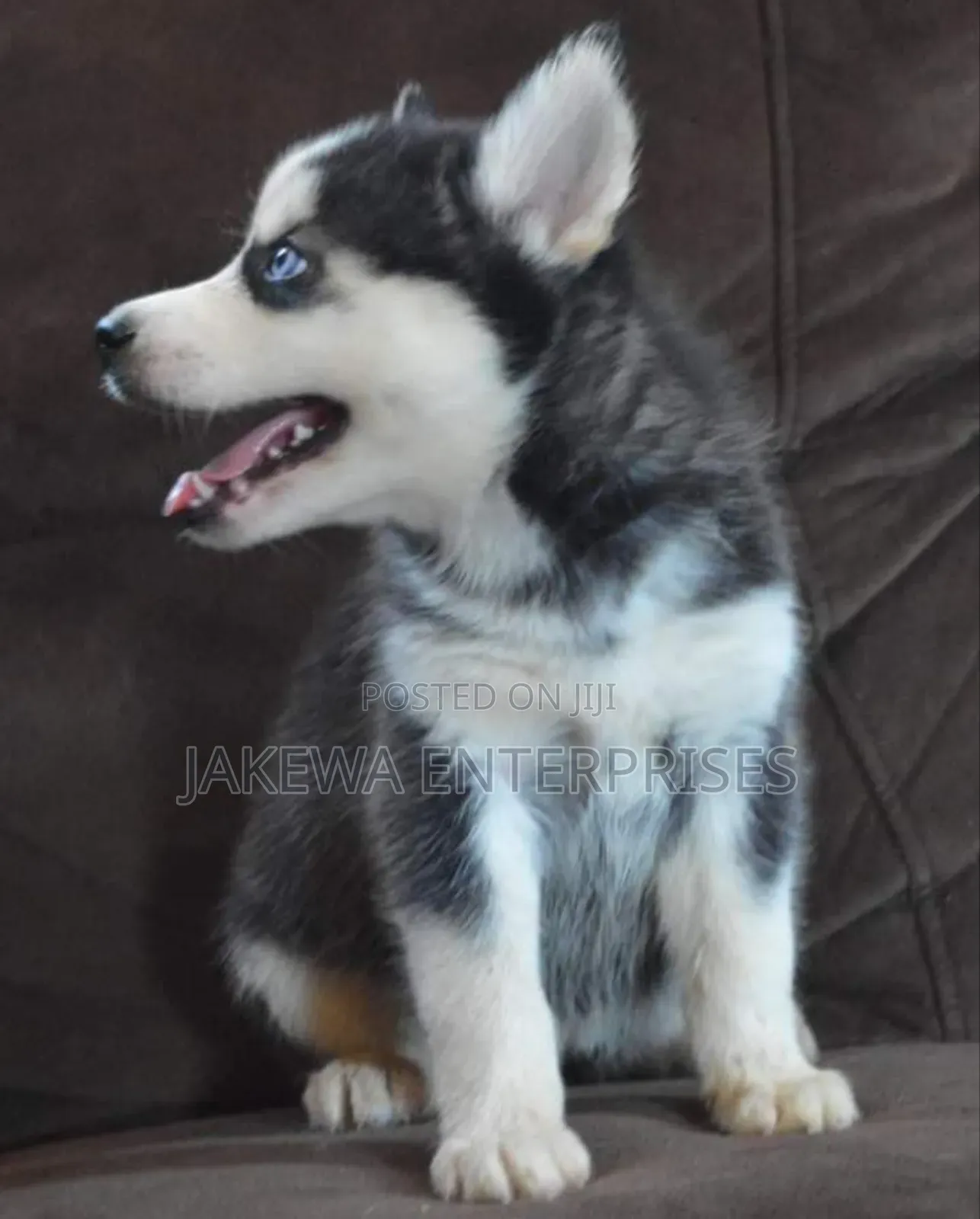 1-3 months Male Purebred Siberian Husky