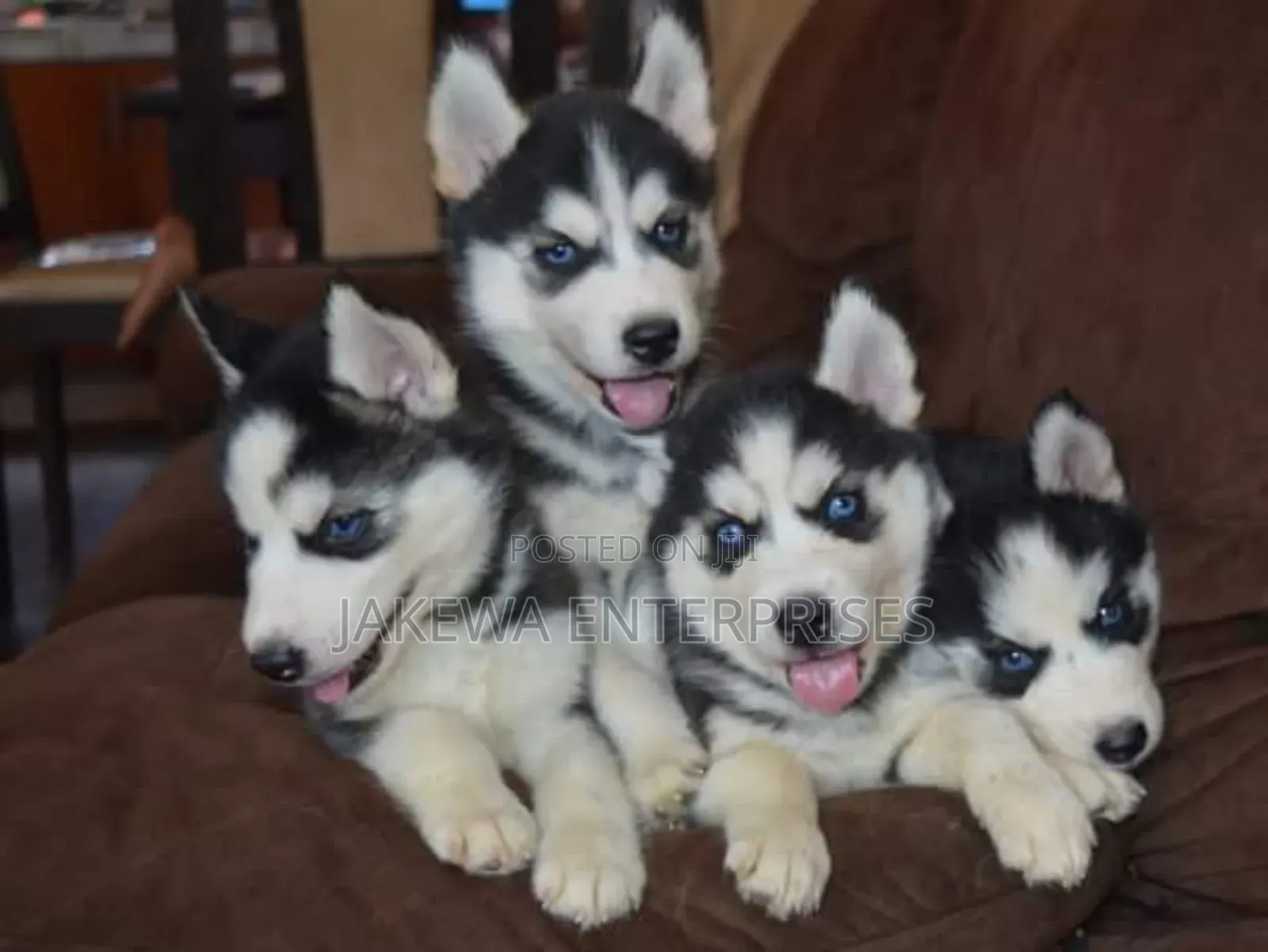 1-3 months Female Purebred Siberian Husky
