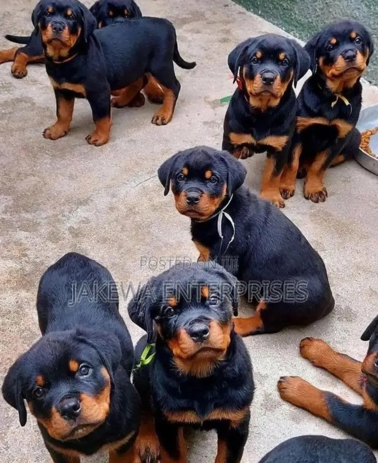 1-3 months Male Purebred Rottweiler