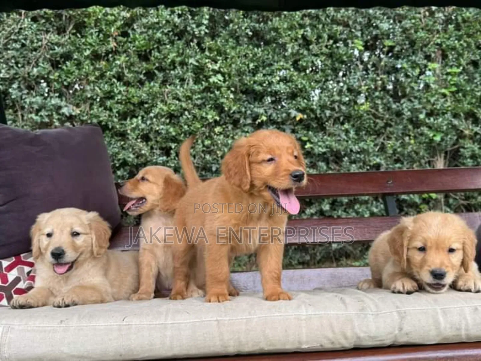 1-3 months Male Purebred Golden Retriever