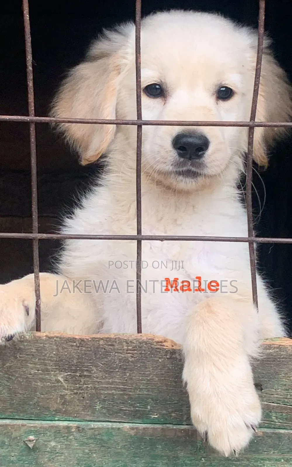 1-3 months Male Purebred Golden Retriever