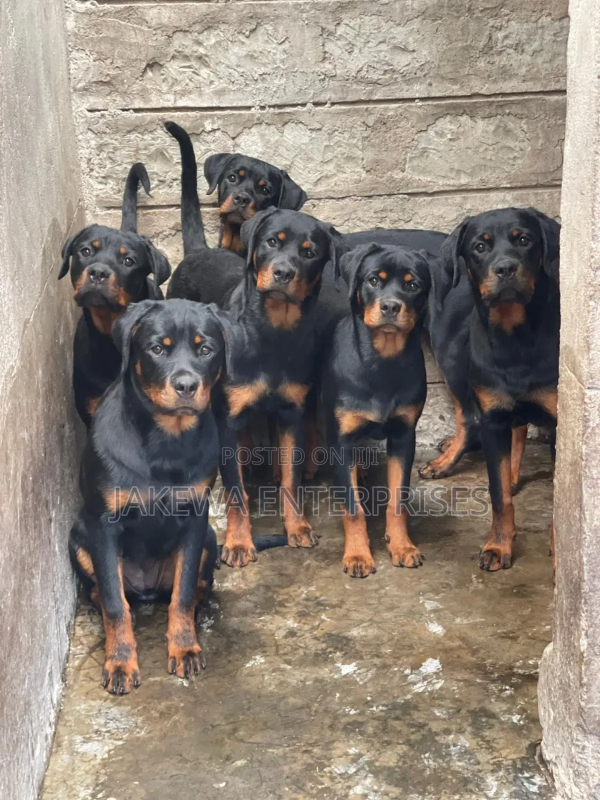 3-6 months Male Purebred Rottweiler
