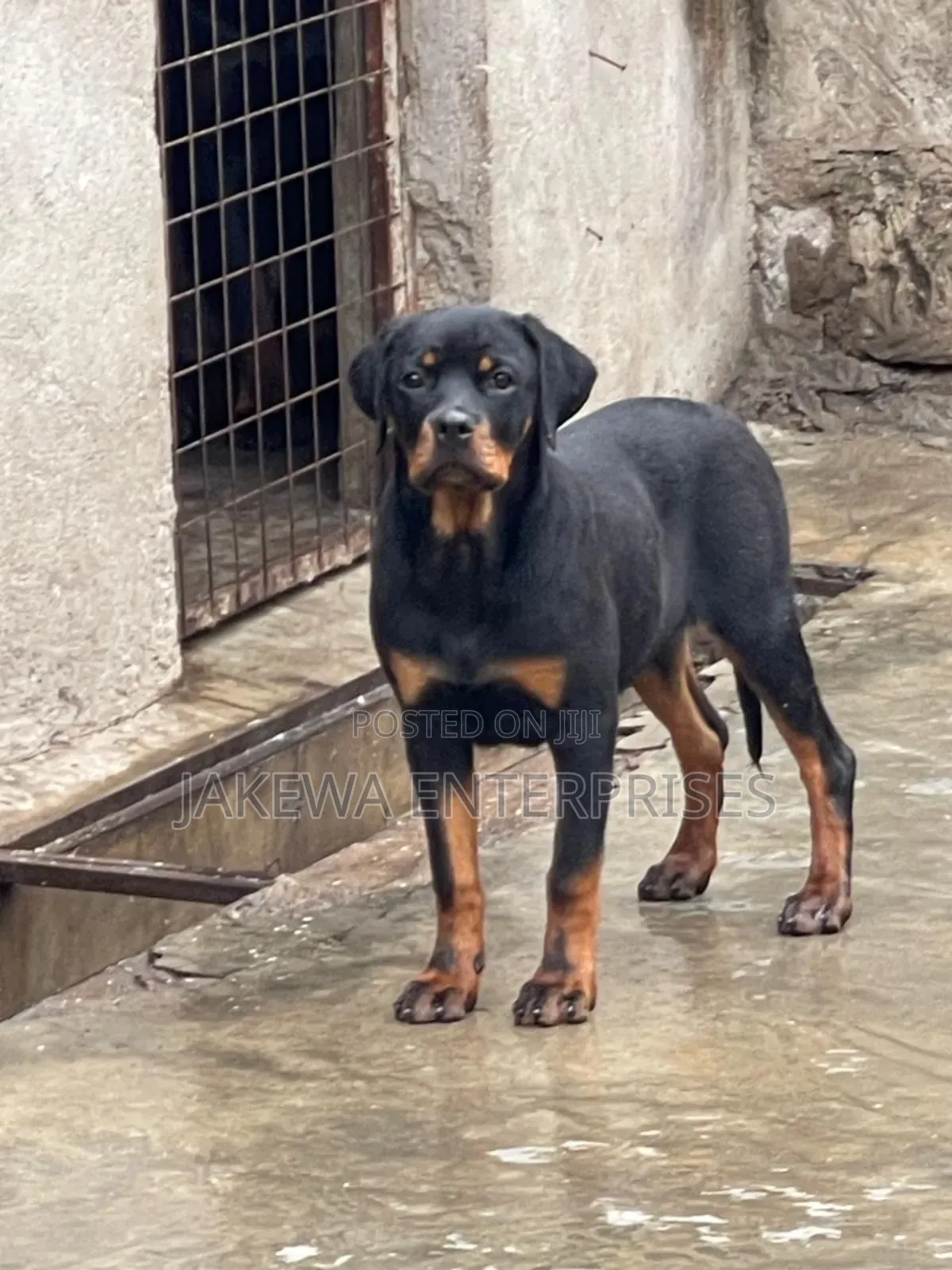 3-6 months Male Purebred Rottweiler