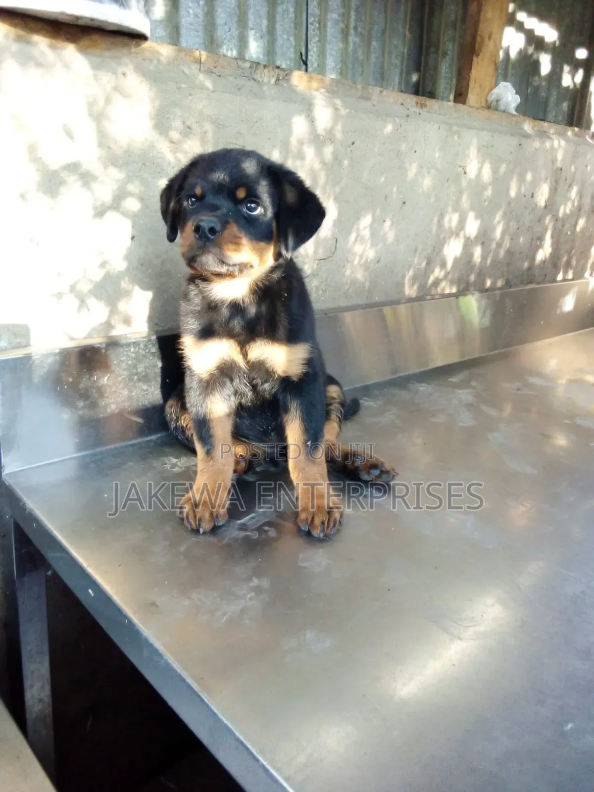1-3 months Male Purebred Rottweiler