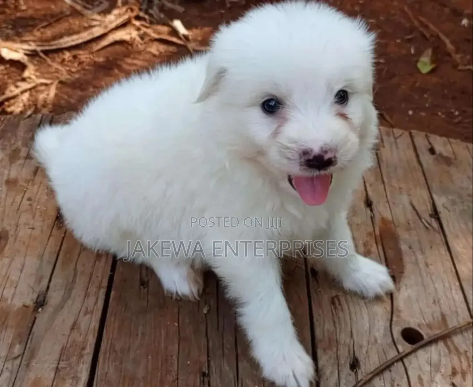 1-3 months Female Purebred Havanese