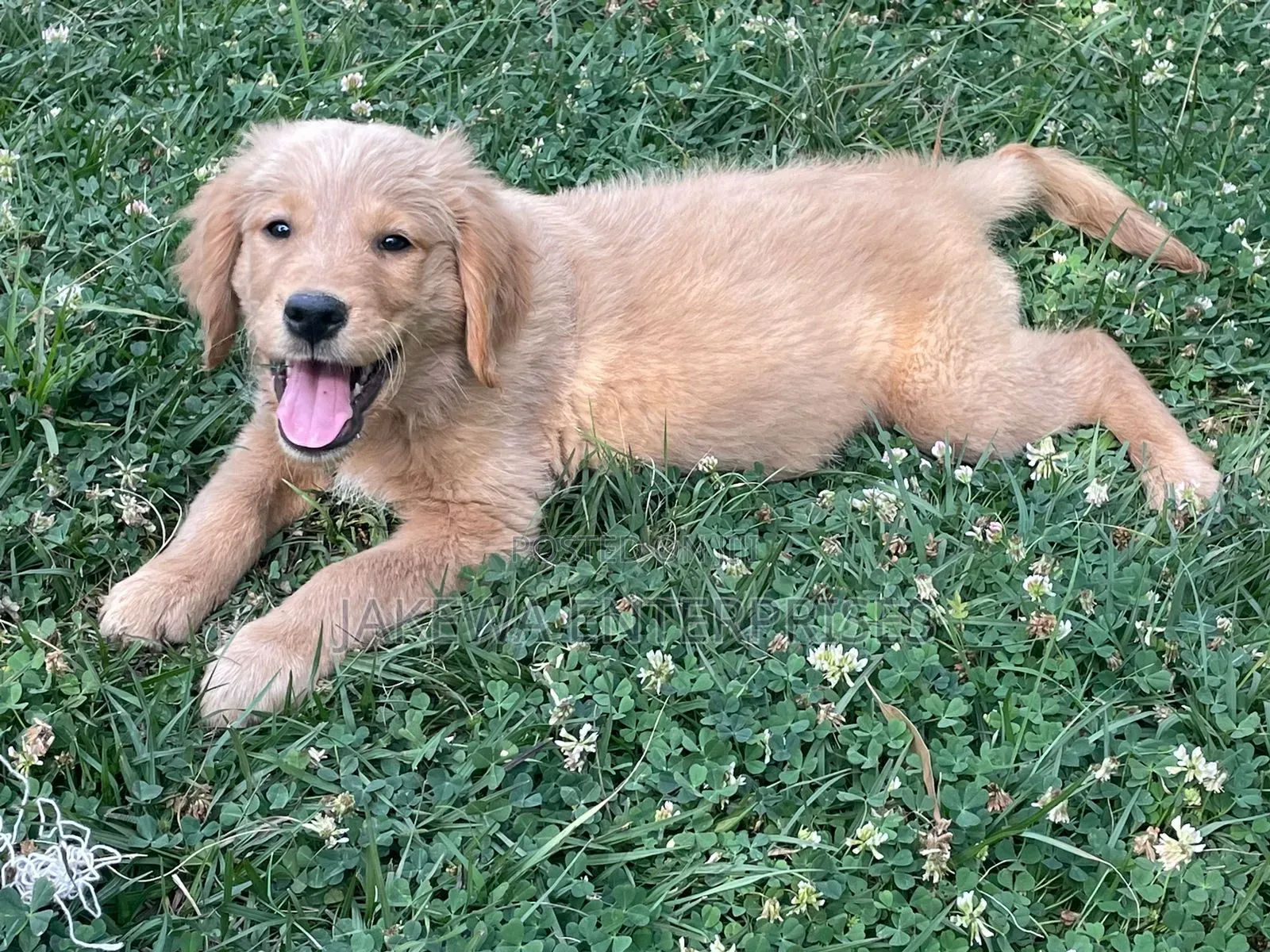 1-3 months Male Purebred Golden Retriever