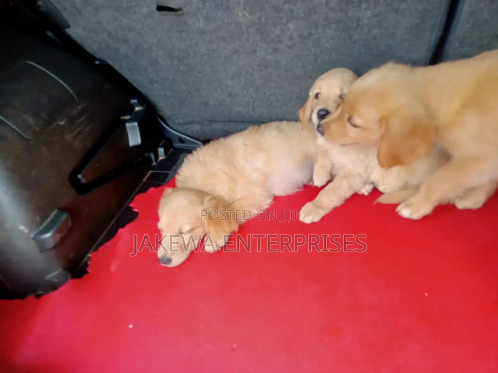 1-3 months Male Purebred Golden Retriever