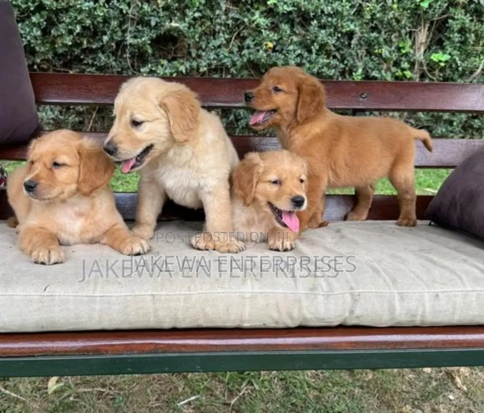 1-3 months Female Purebred Golden Retriever