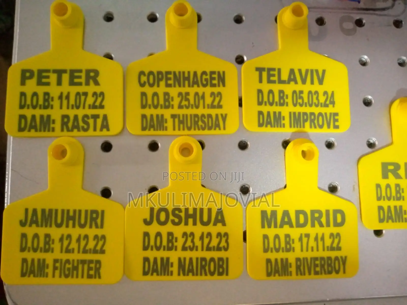 Cows Permanently Customised Ear Tags