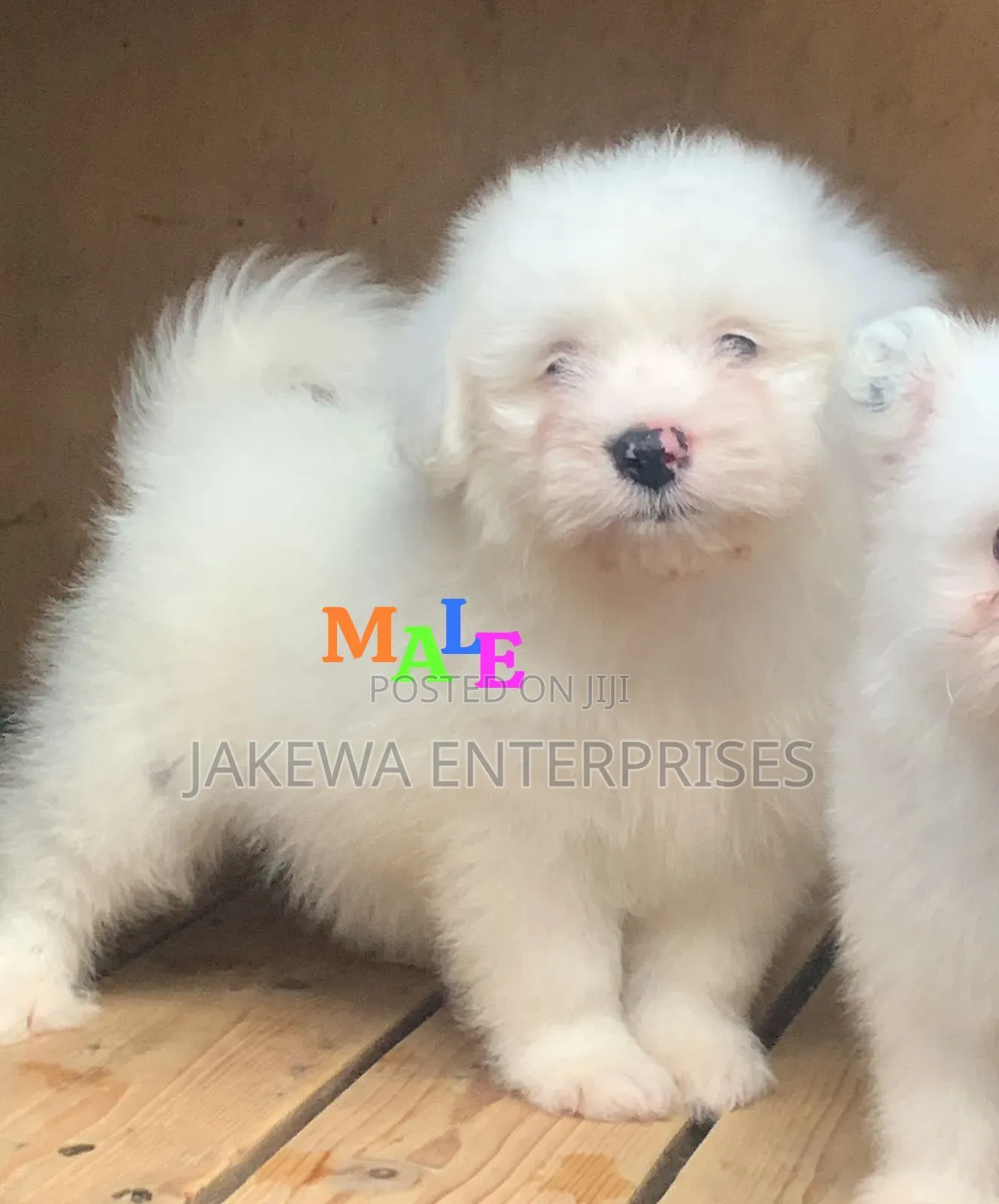 1-3 months Male Purebred Havanese