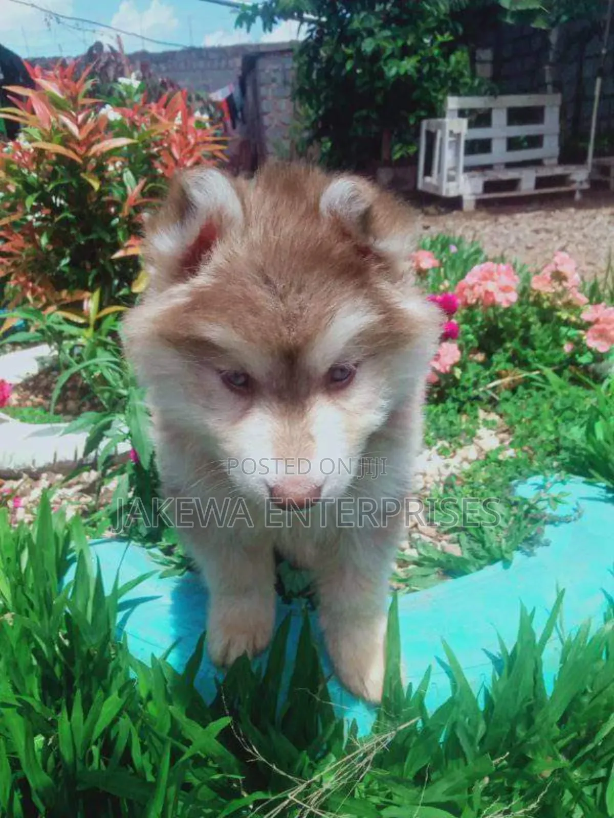 1-3 months Male Purebred Siberian Husky
