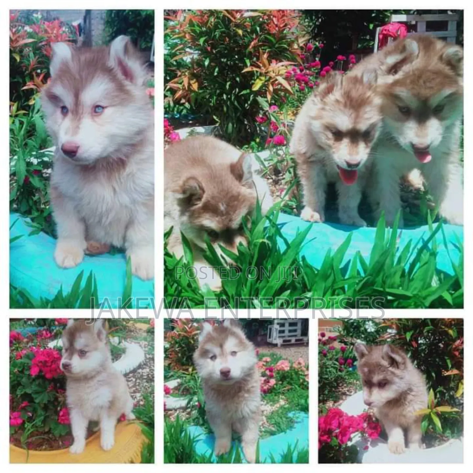 1-3 months Male Purebred Siberian Husky