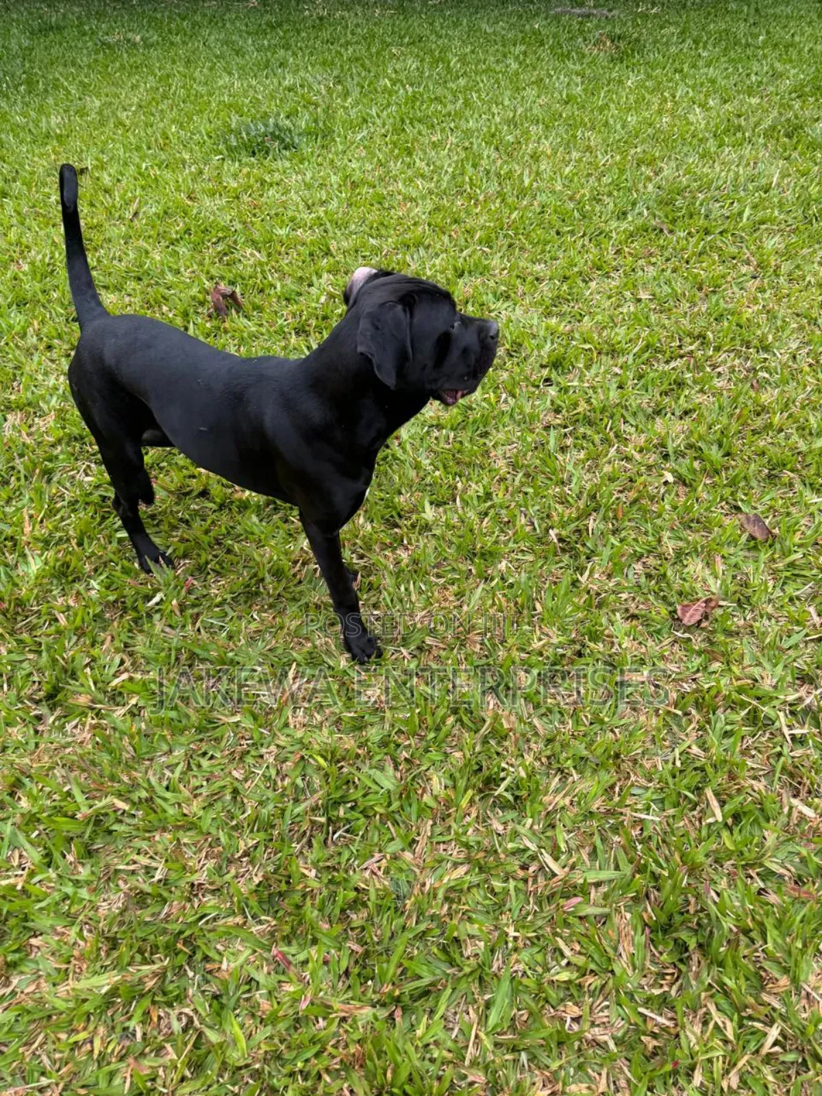 6-12 months Female Purebred Cane Corso