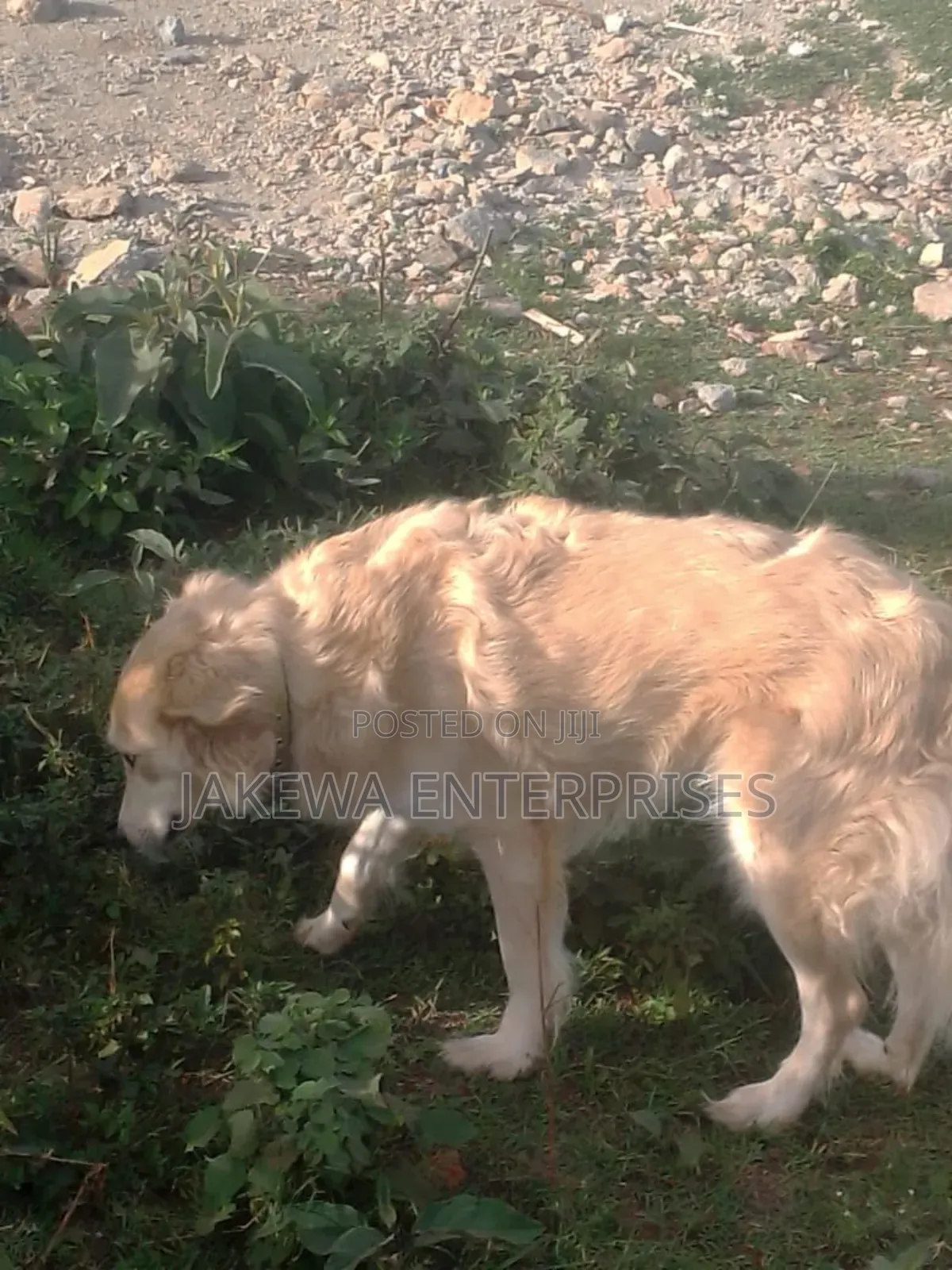 1+ year Male Purebred Golden Retriever