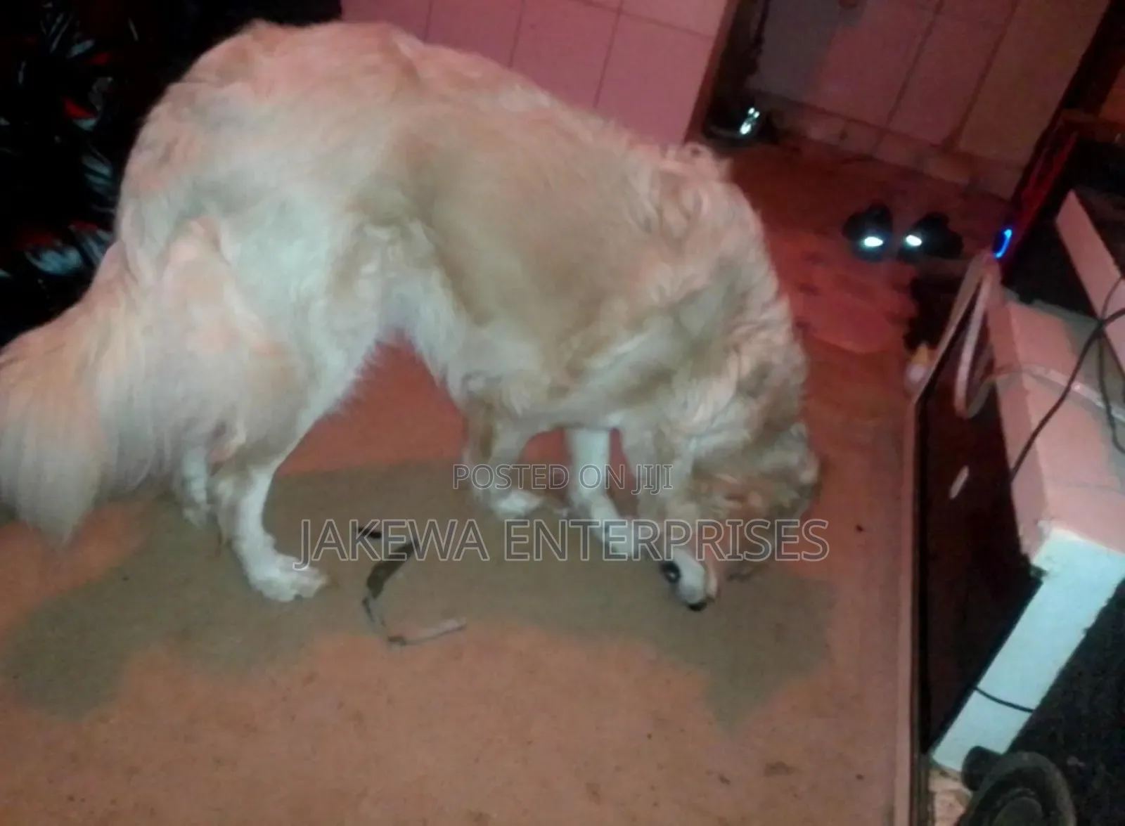 1+ year Male Purebred Golden Retriever