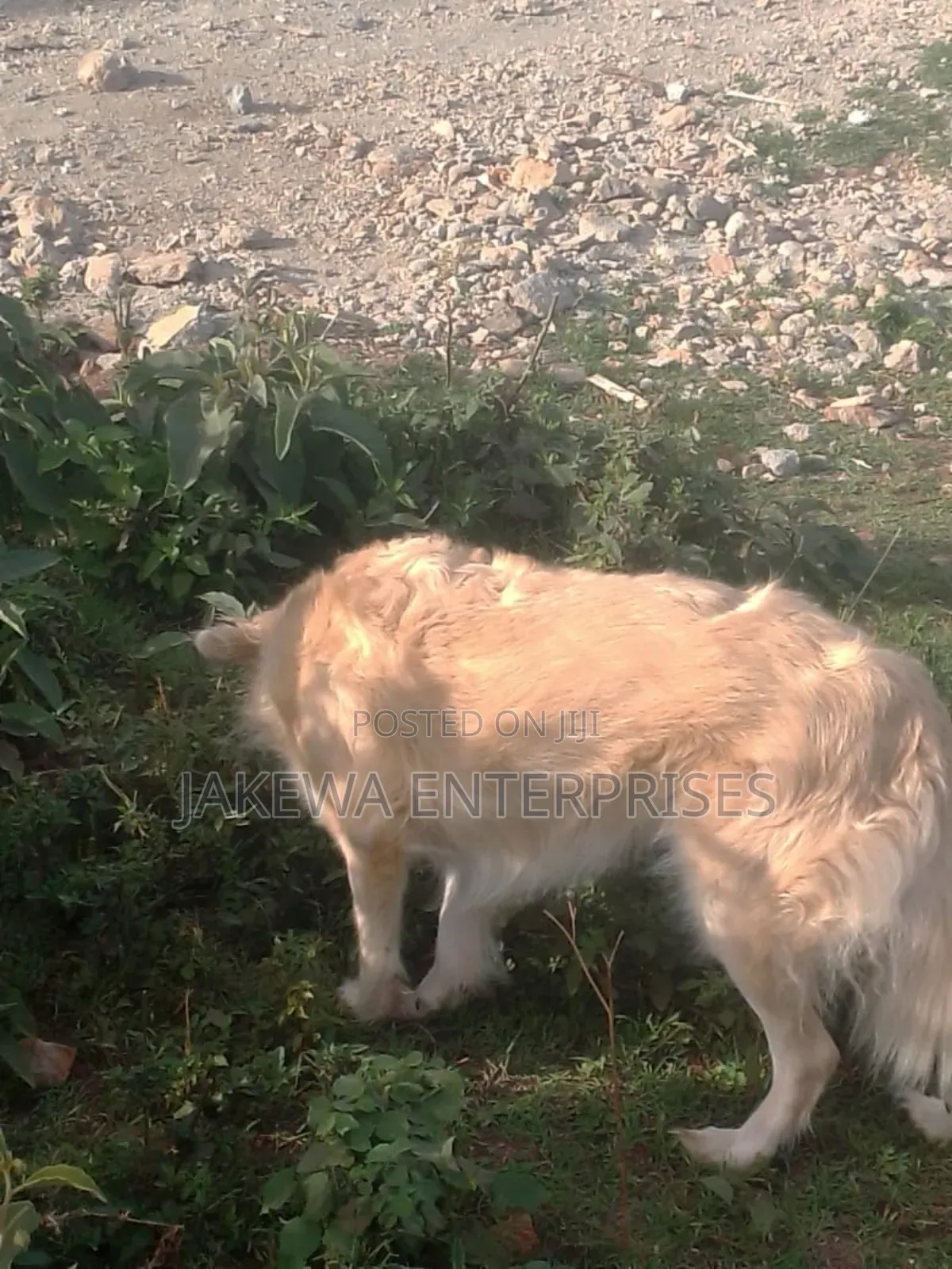 1+ year Male Purebred Golden Retriever