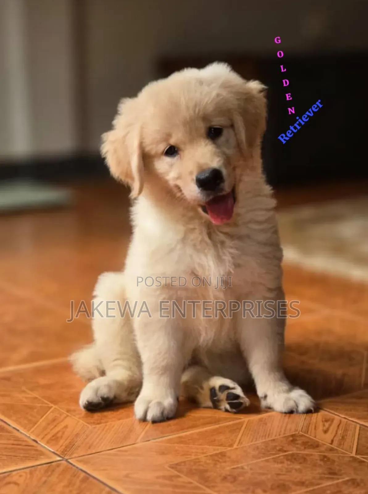 1-3 months Male Purebred Golden Retriever