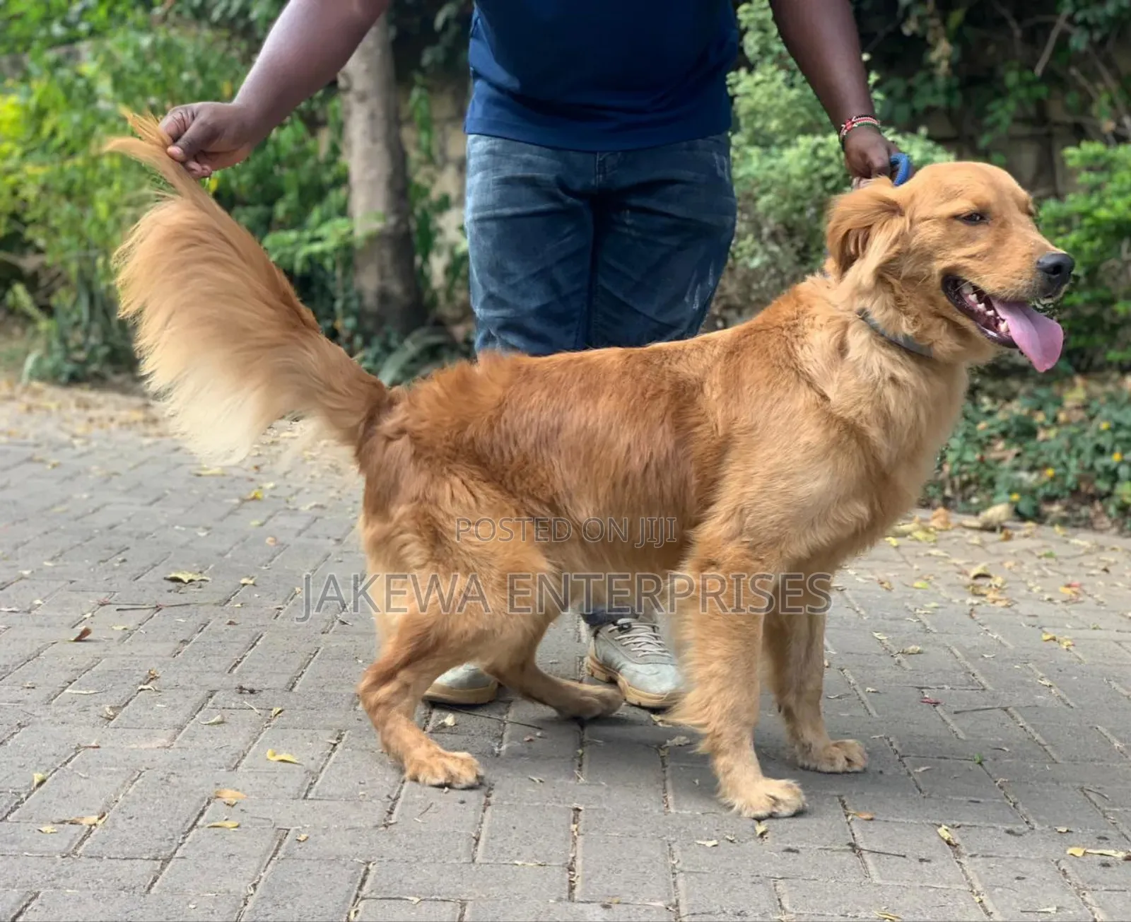 1-3 months Male Purebred Golden Retriever