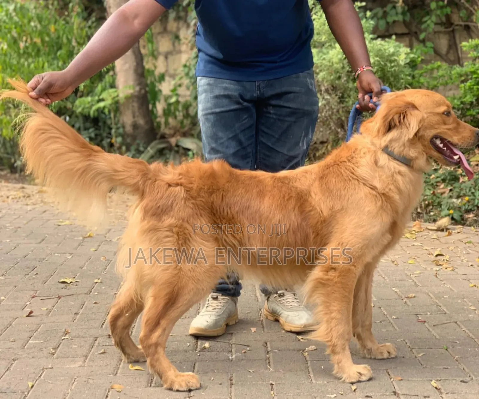 1-3 months Male Purebred Golden Retriever