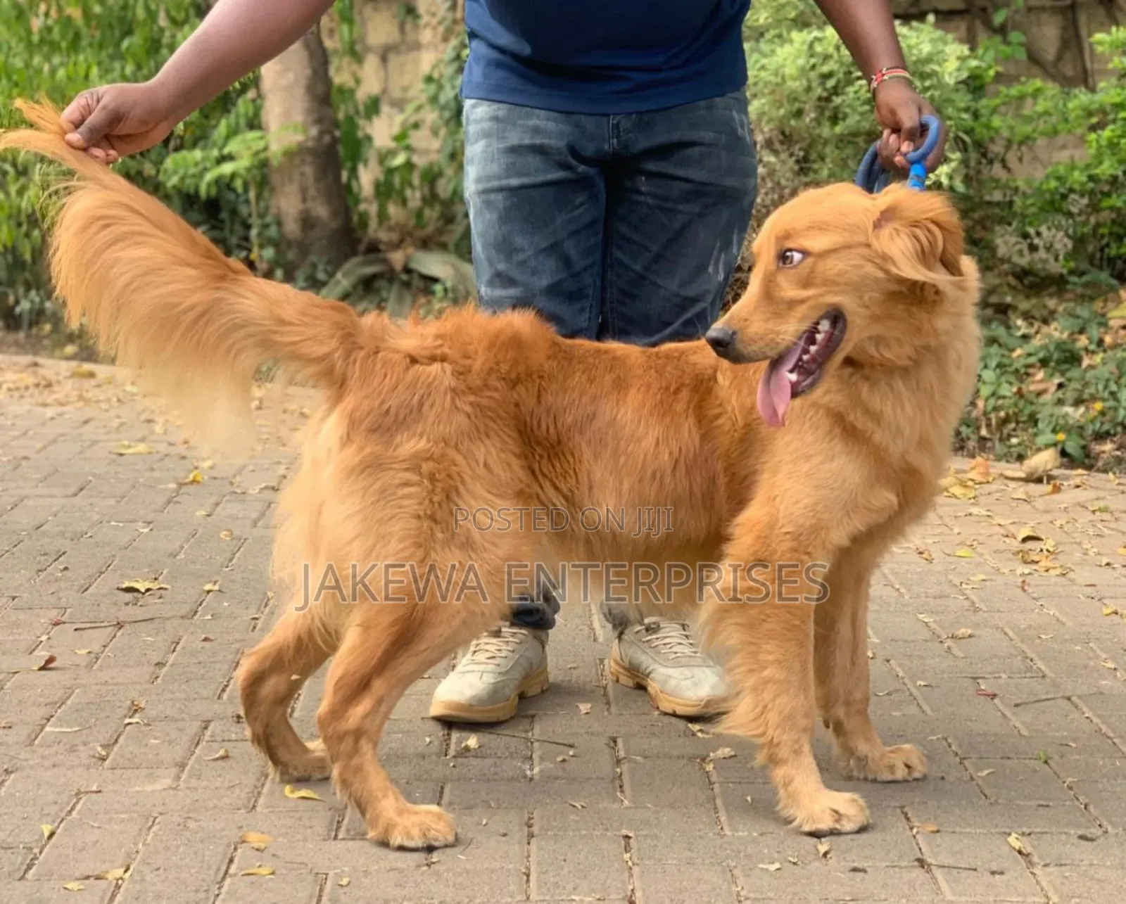 1-3 months Male Purebred Golden Retriever
