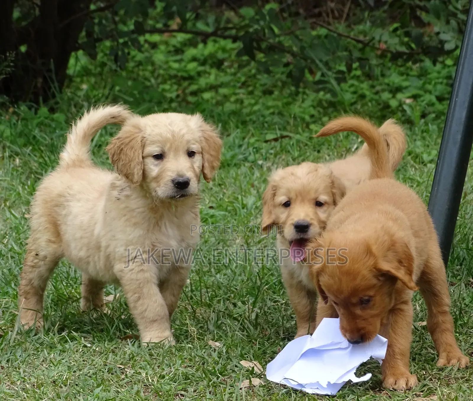 1-3 months Male Purebred Golden Retriever