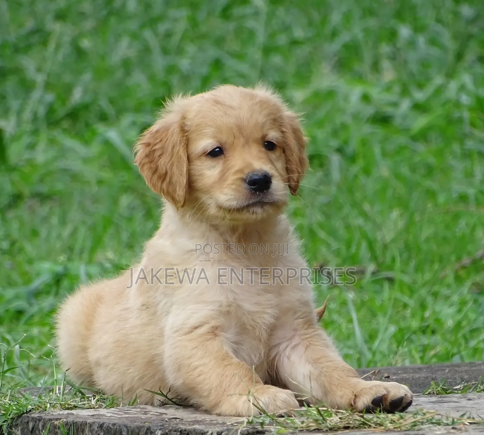 1-3 months Male Purebred Golden Retriever
