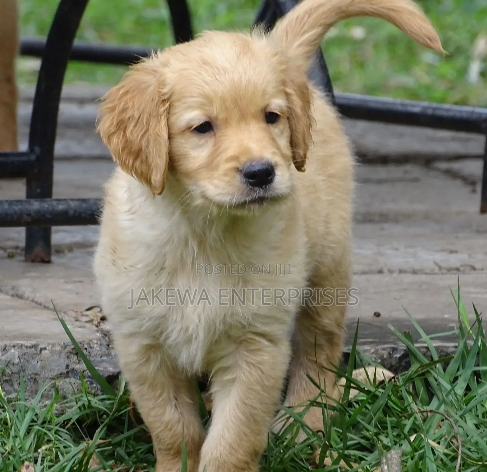 1-3 months Female Purebred Golden Retriever