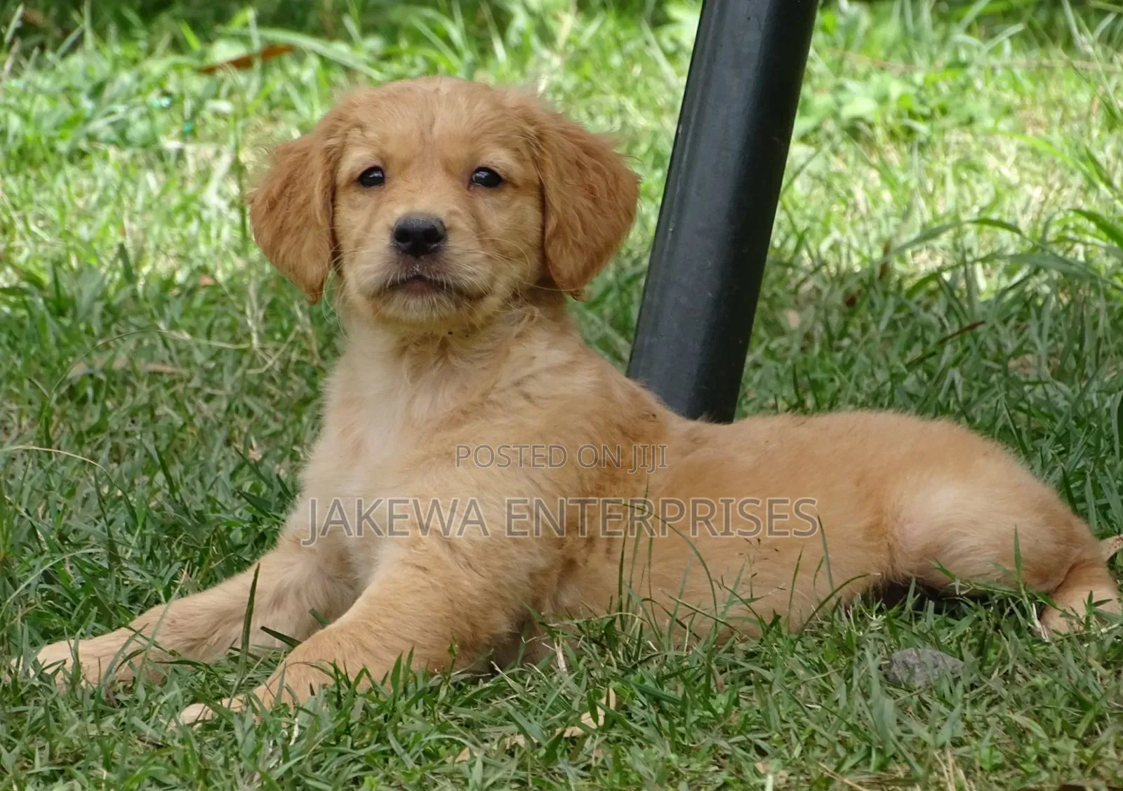 1-3 months Female Purebred Golden Retriever