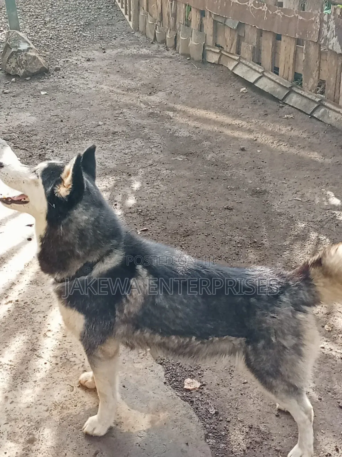 1+ year Female Purebred Siberian Husky