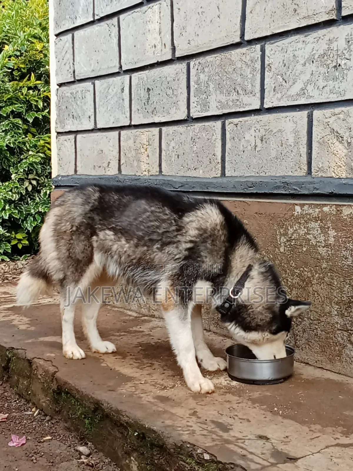 1+ year Female Purebred Siberian Husky