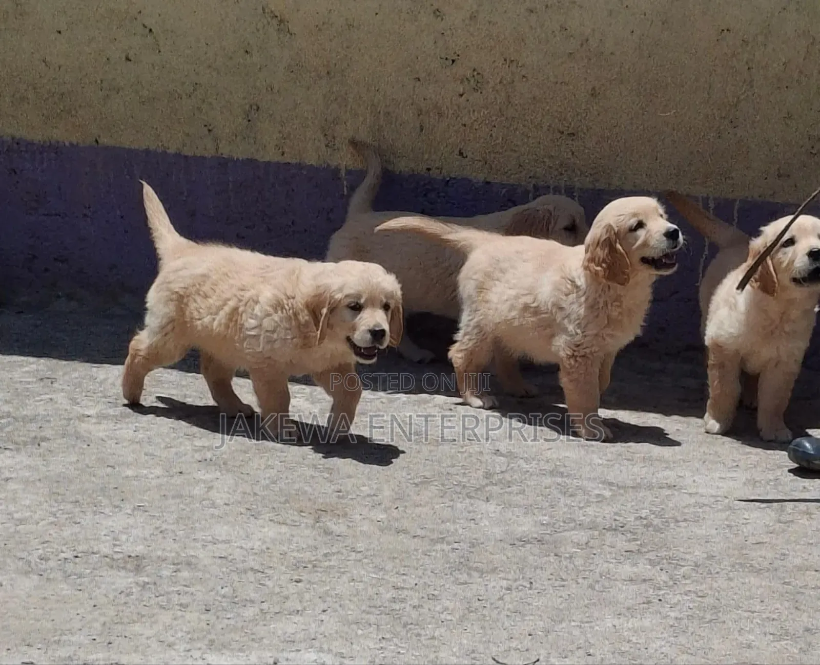 1-3 months Male Purebred Golden Retriever
