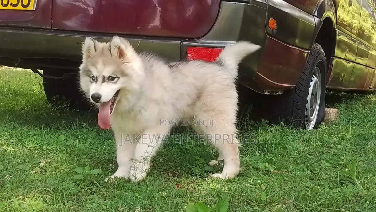 1-3 months Male Purebred Siberian Husky