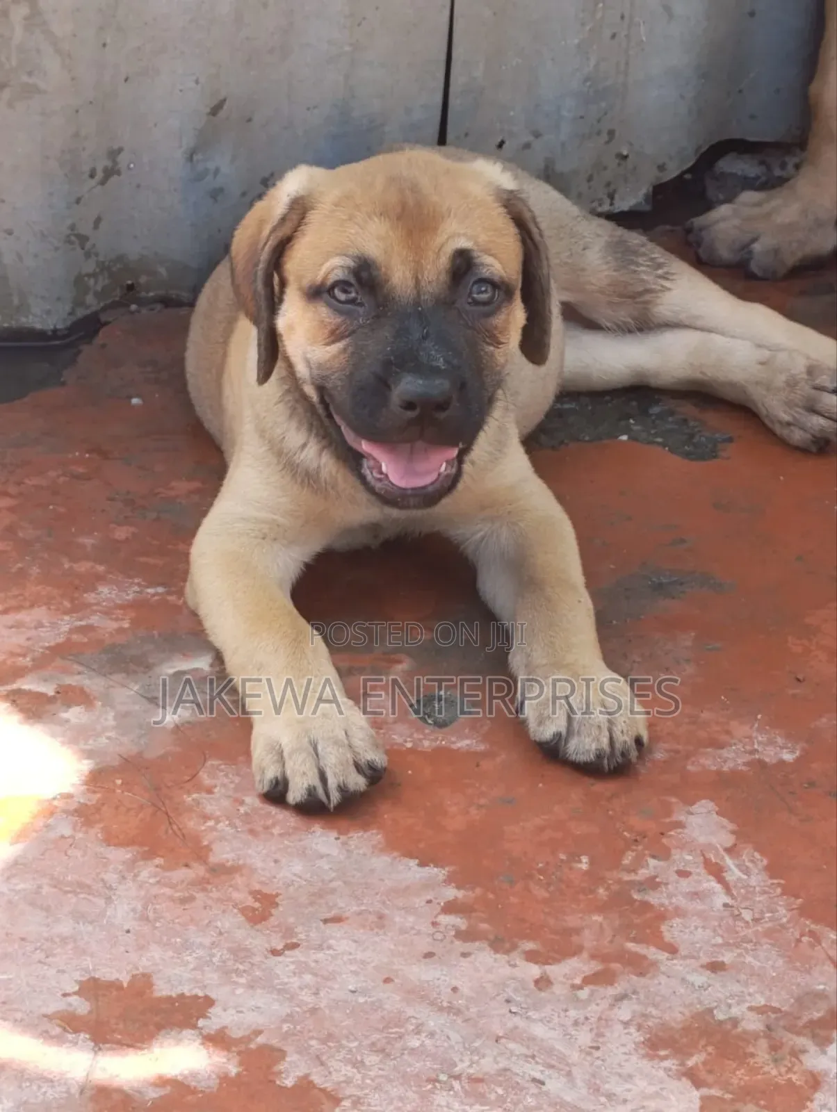 1-3 months Female Purebred Boerboel