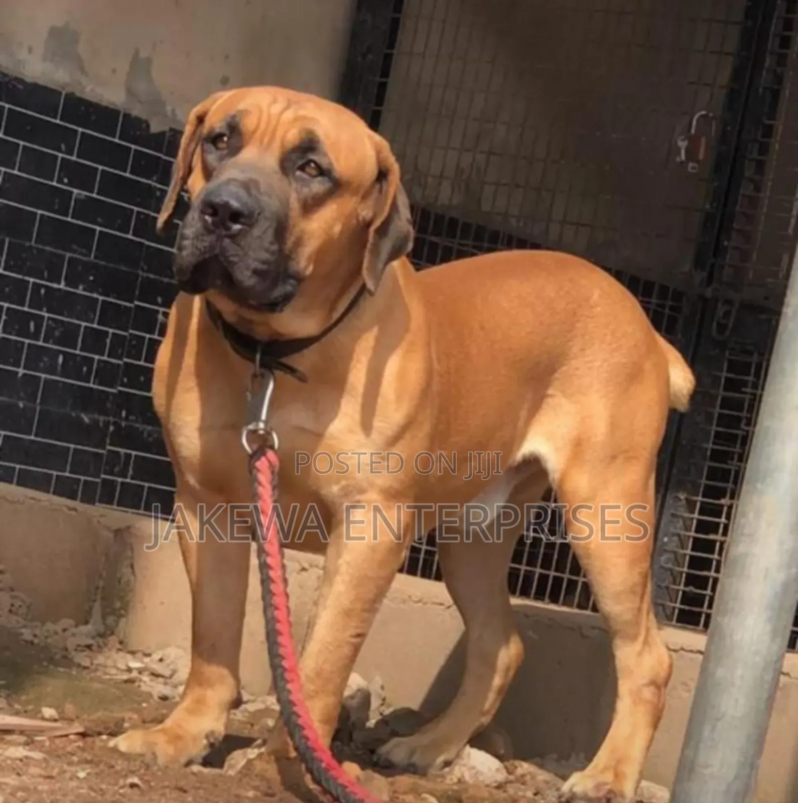 3-6 months Male Purebred Boerboel