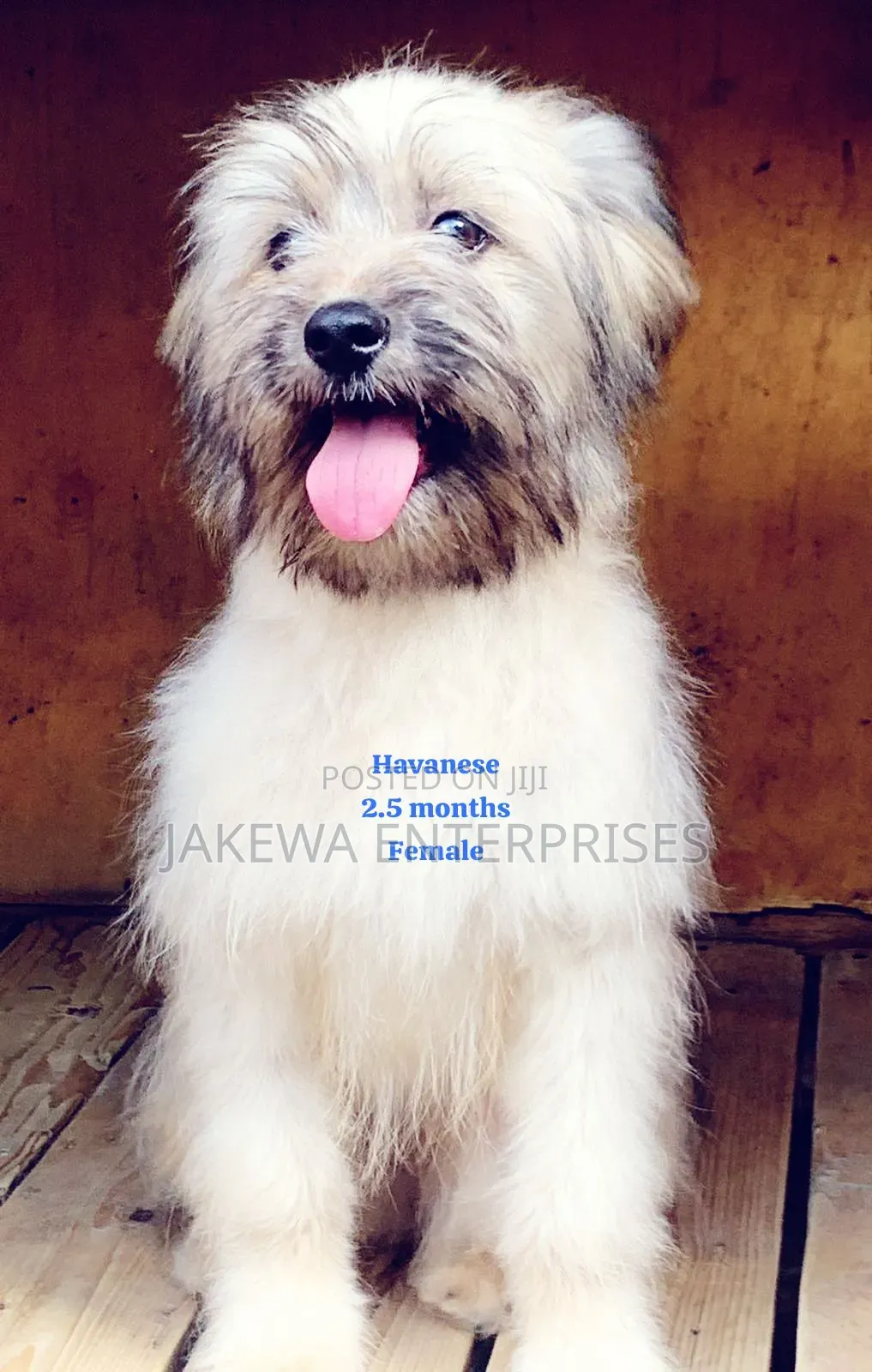 1-3 months Female Purebred Havanese