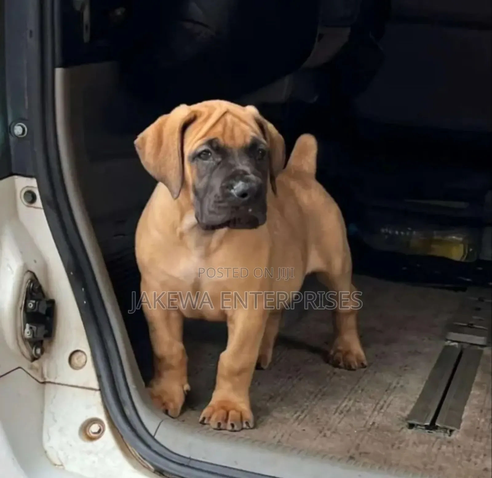 1-3 months Female Purebred Boerboel