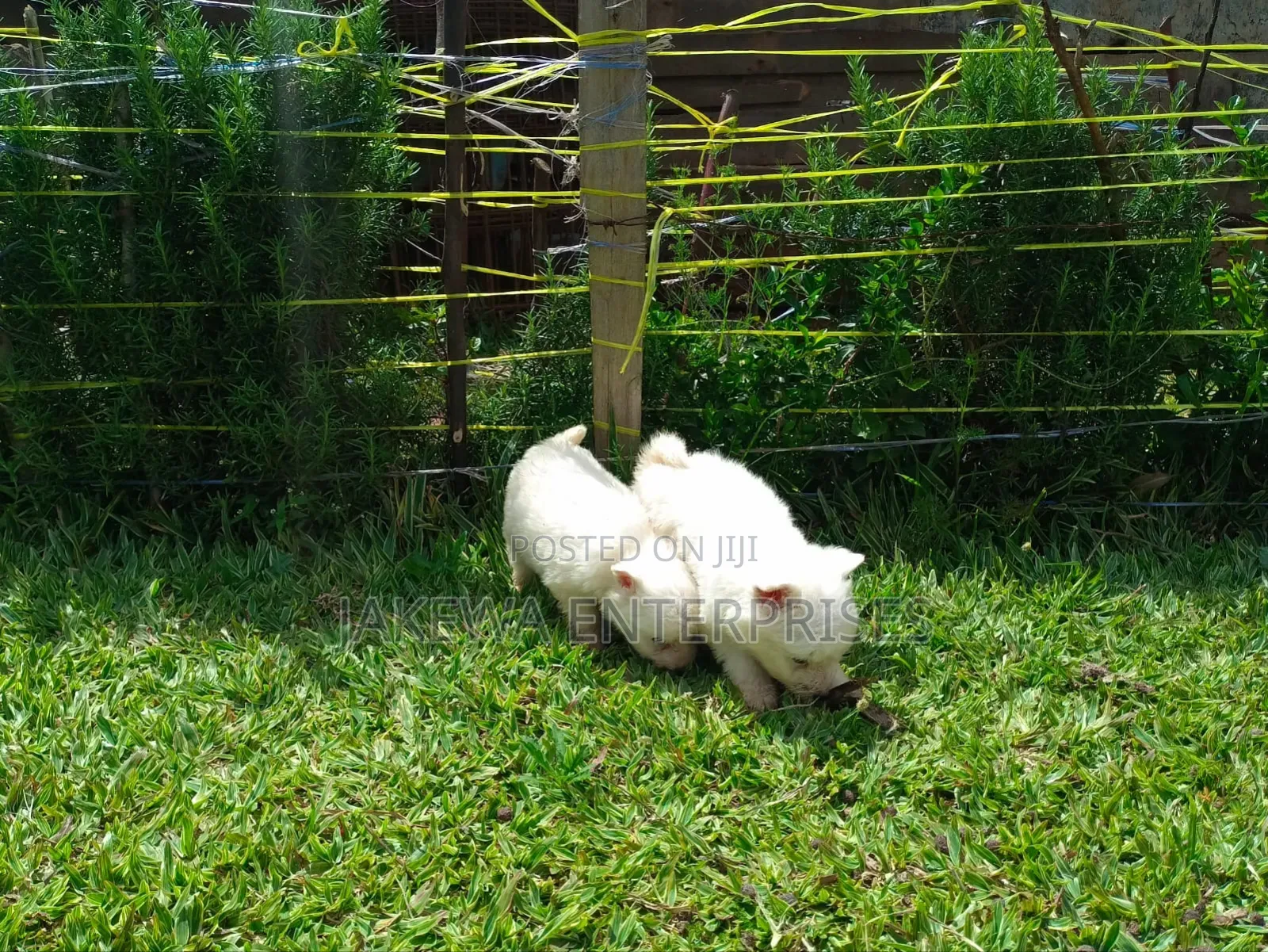 1-3 months Female Purebred Havanese