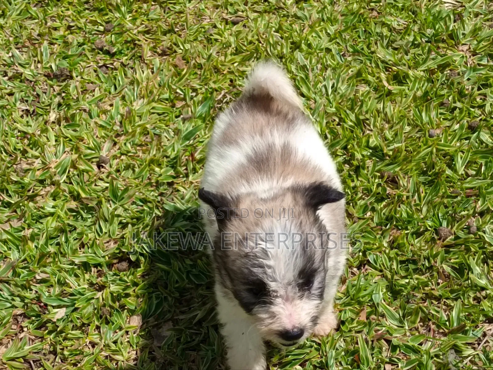 1-3 months Male Purebred Havanese
