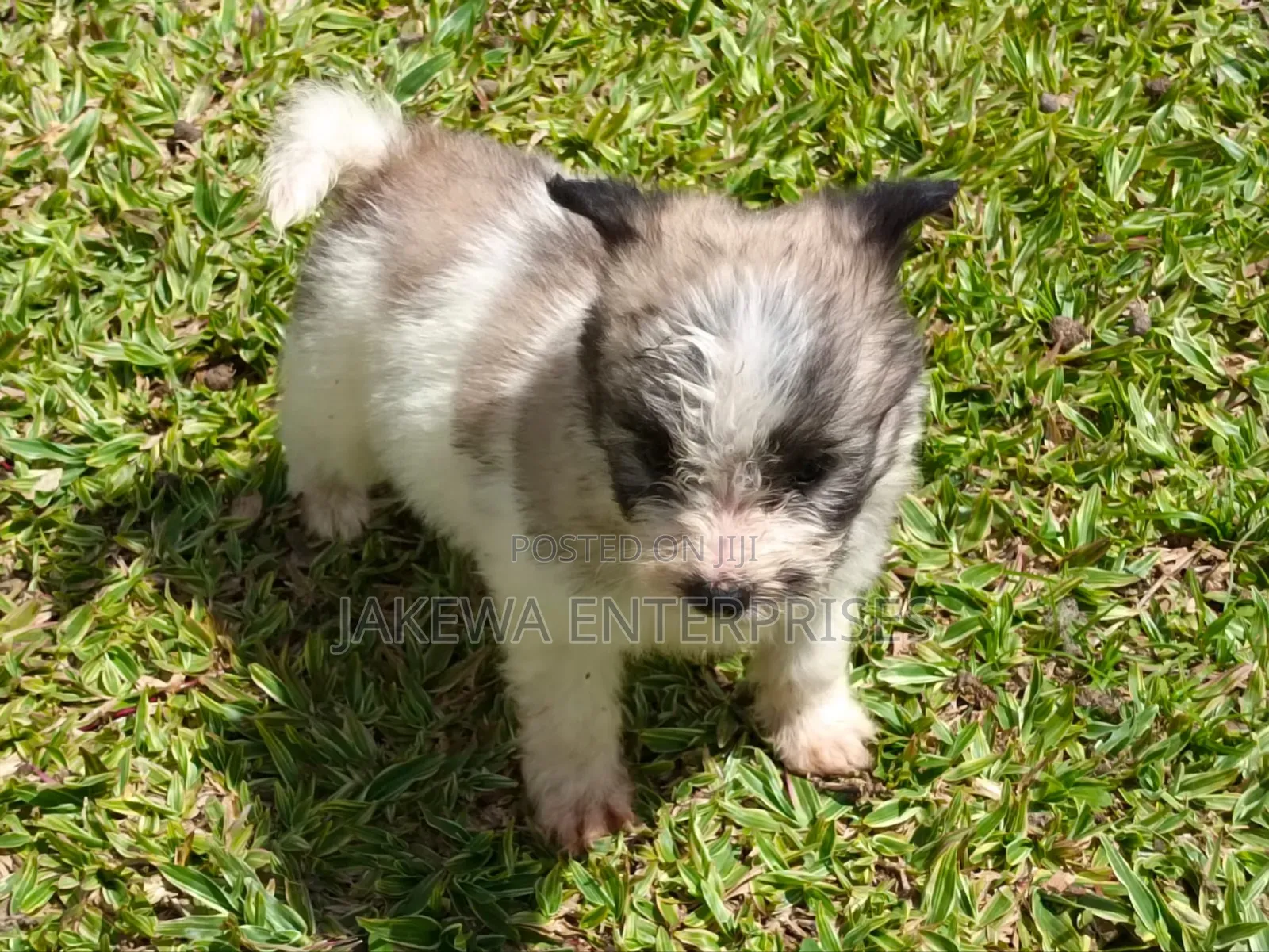 1-3 months Male Purebred Havanese