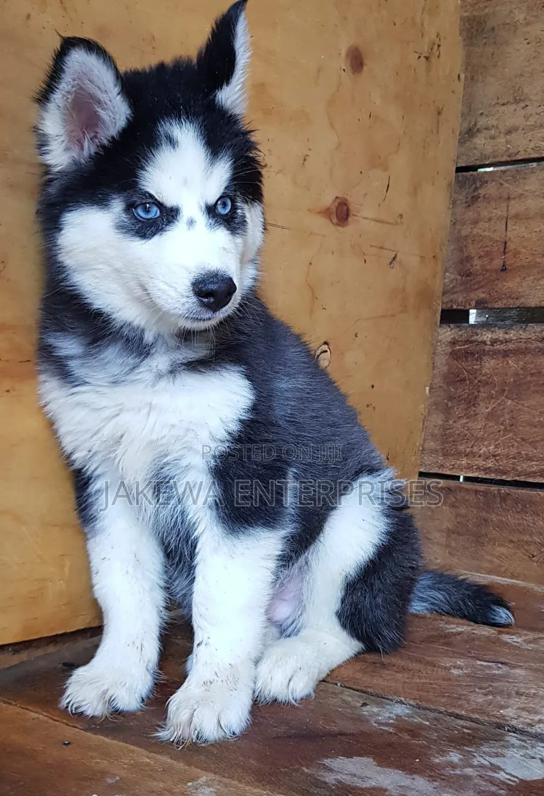 1-3 months Male Purebred Siberian Husky
