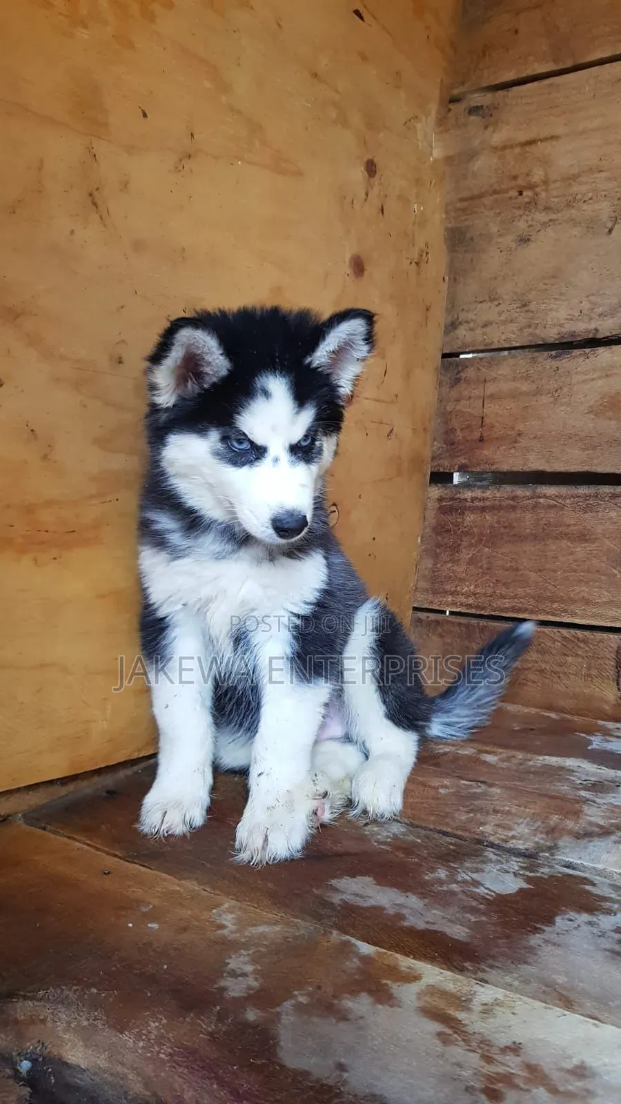 1-3 months Male Purebred Siberian Husky