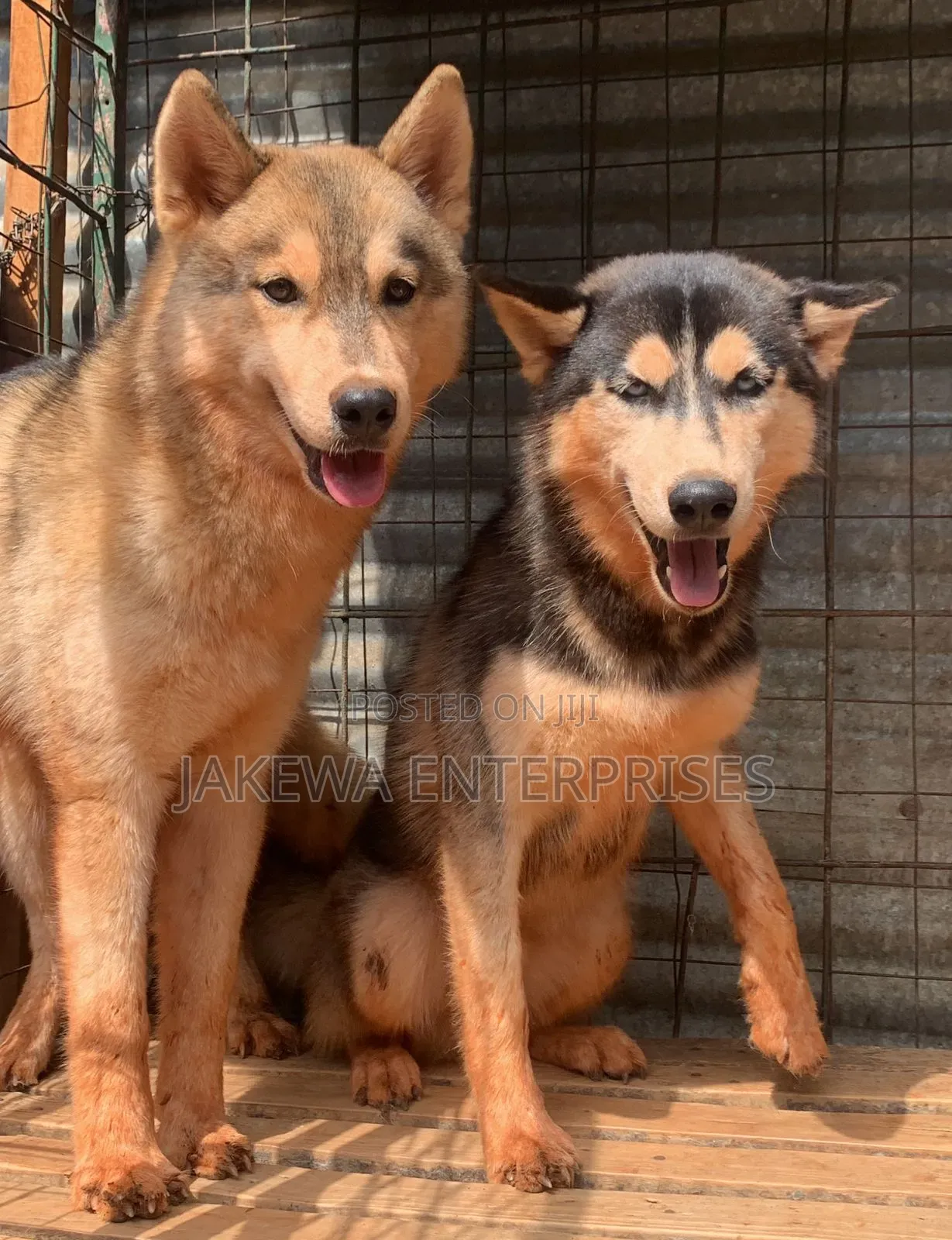 6-12 months Male Purebred Siberian Husky
