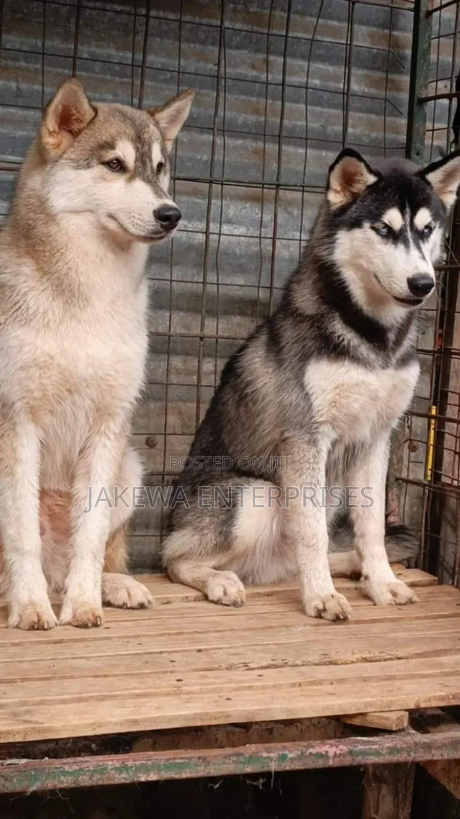 6-12 months Male Purebred Siberian Husky