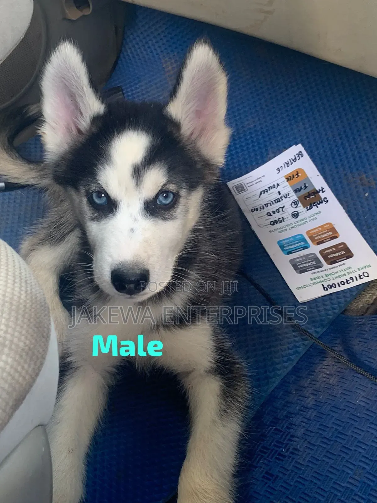 1-3 months Male Purebred Siberian Husky