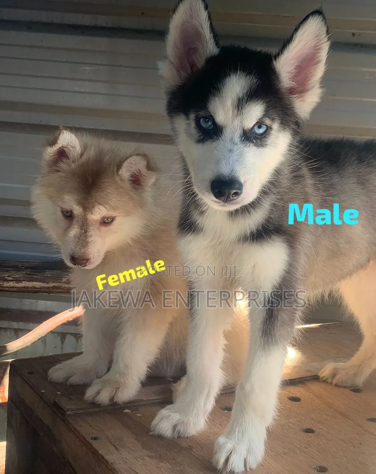 1-3 months Female Purebred Siberian Husky