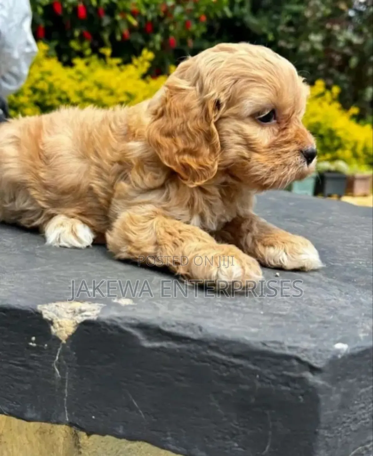 1-3 months Male Purebred Golden Retriever