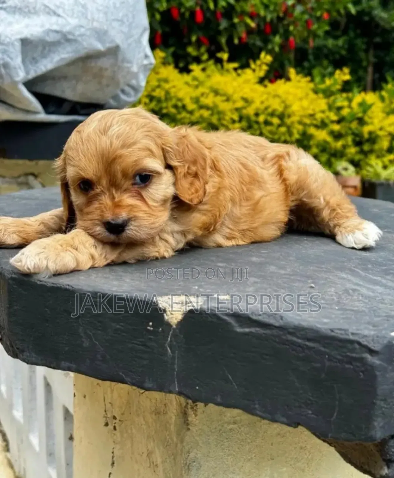 1-3 months Female Purebred Golden Retriever