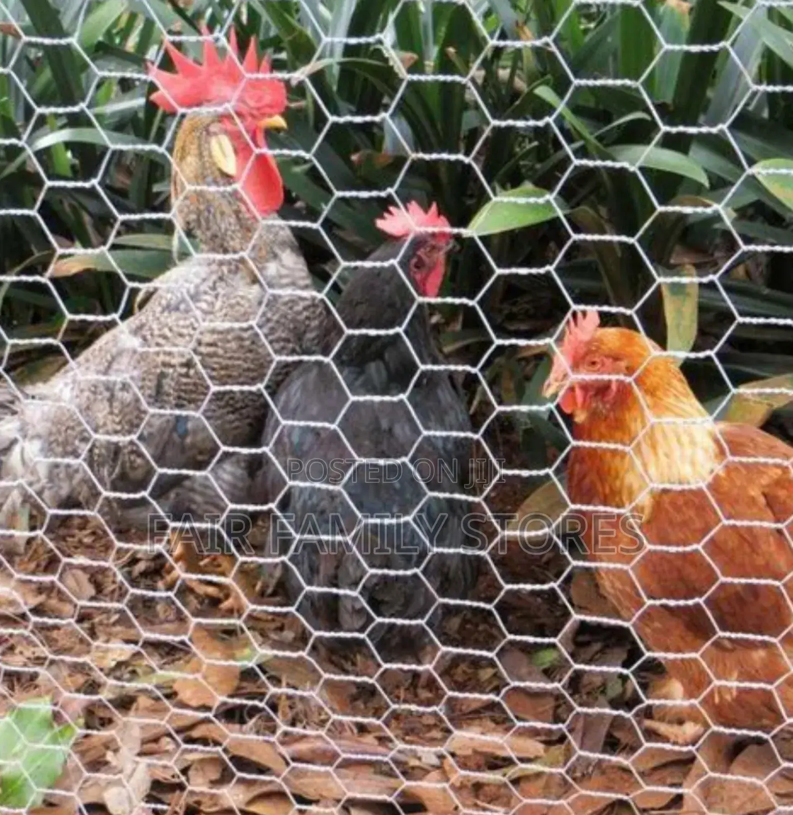Galvanized Chicken Wire 1/2 6ft
