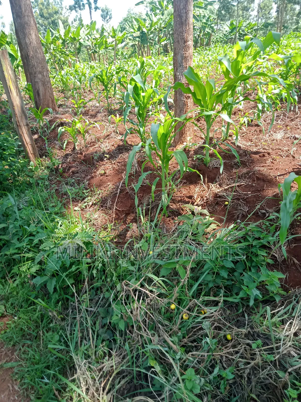 1.6 Acres Land on Sale at Makenji