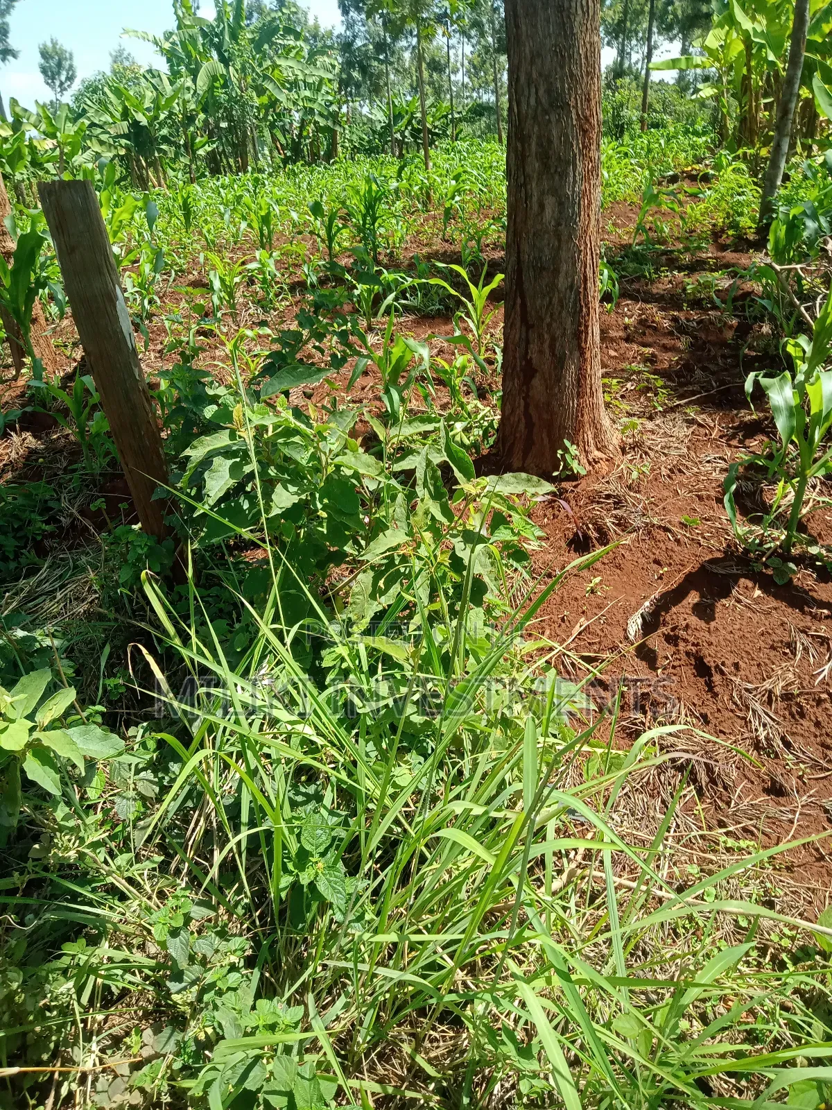 1.6 Acres Land on Sale at Makenji